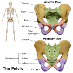 Difference Between Bony Points of the Pelvic