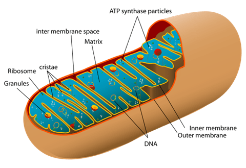 Difference Between Mitochondria and Plastids