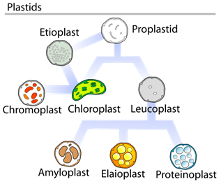 Difference Between Mitochondria and Plastids