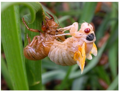 Difference Between Molting and Metamorphosis