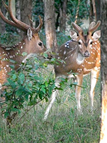  Stag vs Buck