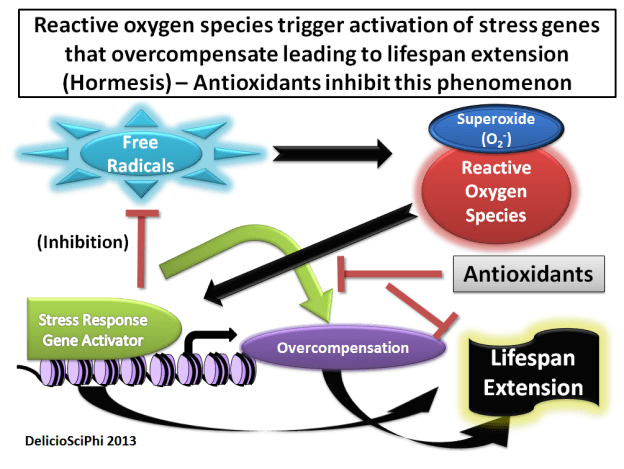 Key Difference - Antioxidants vs Phytochemicals