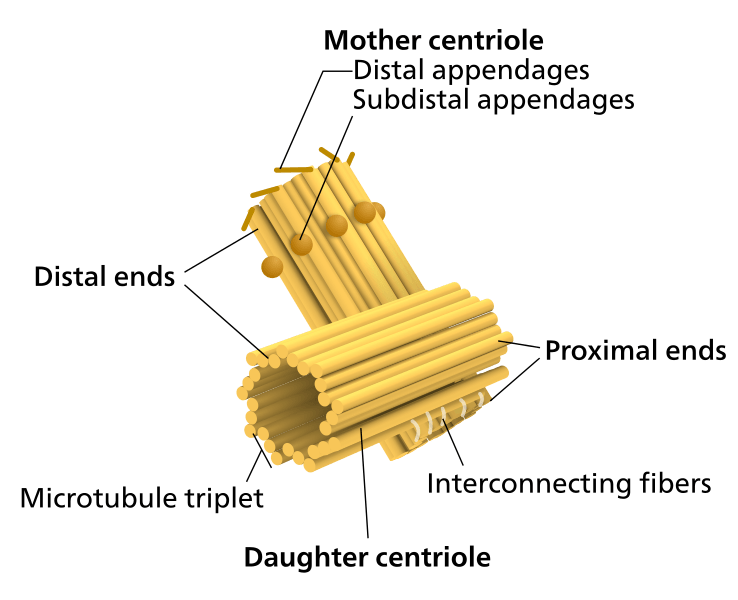 Difference Between Centriole and Centrosome