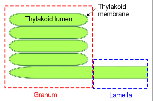 Difference Between Grana and Stroma - Granum