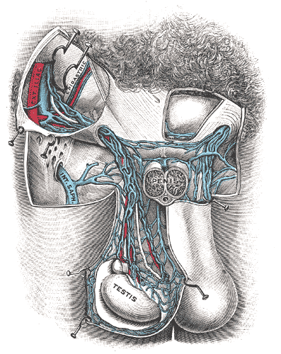 Difference Between Varicocele and Testicular Cancer