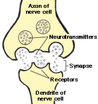 Key Difference - Neurotransmitter vs Neuromodulator