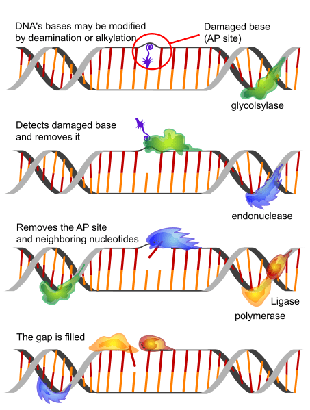 Difference Between Base Excision Repair and Nucleotide Excision Repair