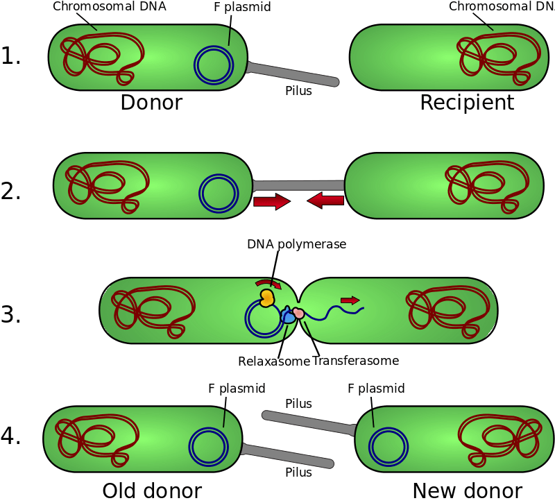 Key Difference - Binary Fission vs Conjugation