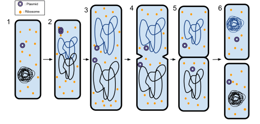 Difference Between Binary Fission and Conjugation