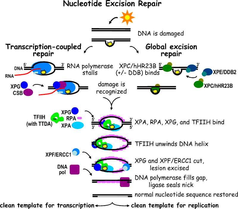 Difference Between Mismatch Repair and Nucleotide Excision Repair