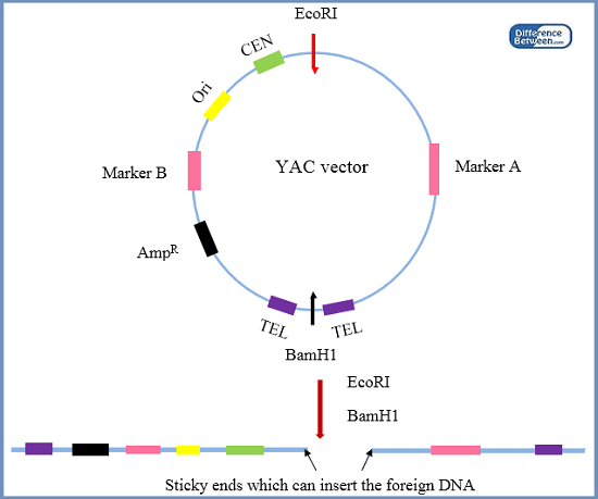 Difference Between YAC and BAC Vectors