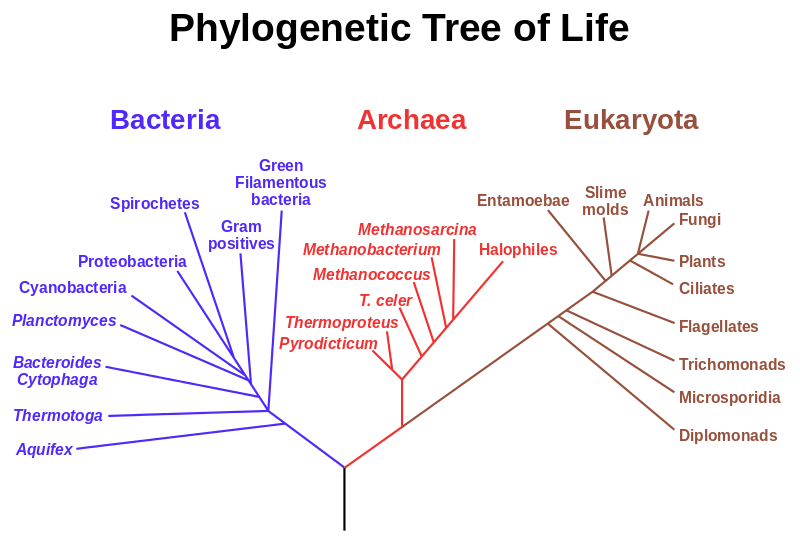 Difference Between Cladogram and Phylogenetic Tree