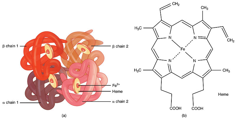 Difference Between Prosthetic Group and Coenzyme 