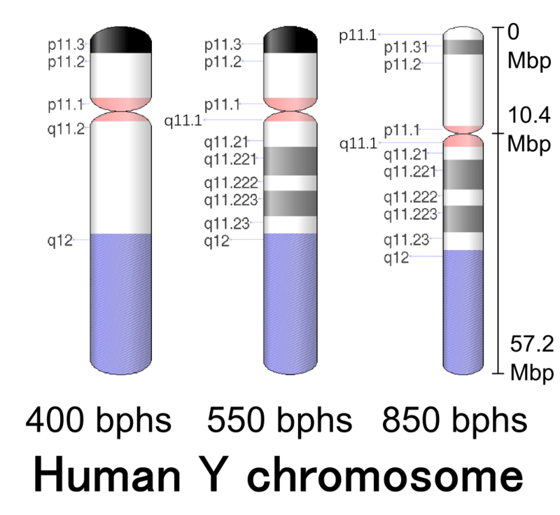 Main Difference - X vs Y Chromosomes 