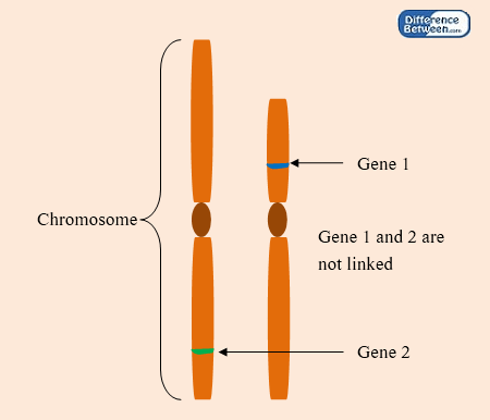 Difference Between Linked and Unlinked Genes 