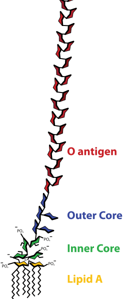 Difference Between Endotoxin and Pyrogen 