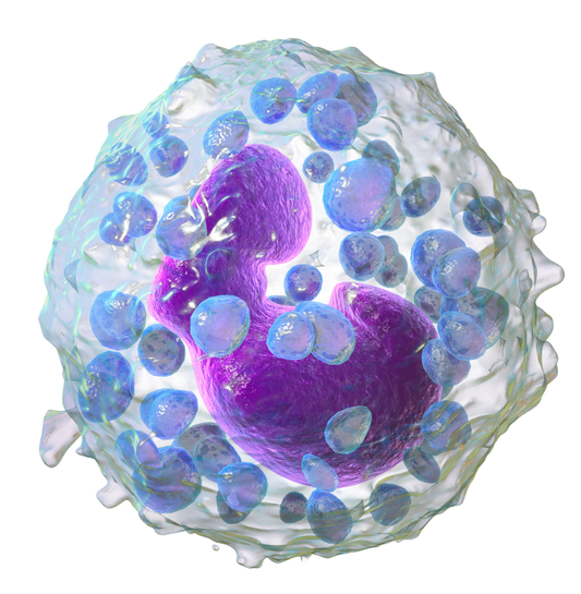 Difference Between Mast Cell and Basophil 