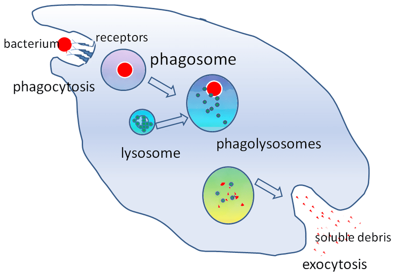 Key Difference - Phagocytes vs Lymphocytes 