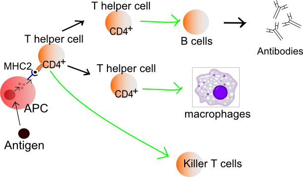 Difference Between T Helper and T Cytotoxic Cells 