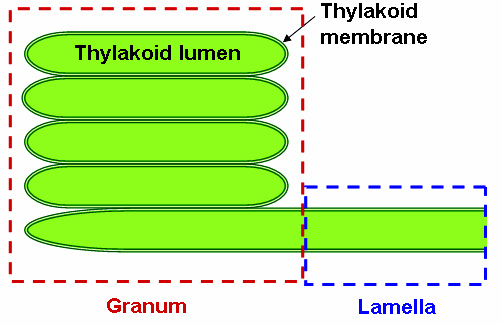 Key Difference - Grana vs Thylakoid 