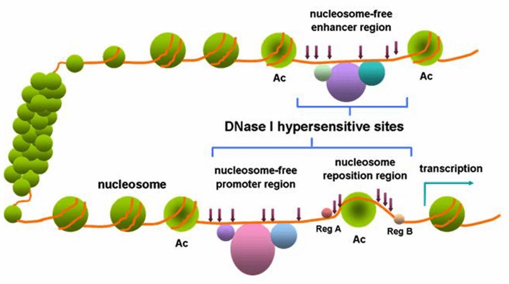 Difference Between Benzonase and DNase 