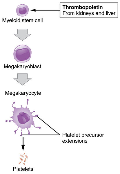 Difference Between Megakaryocyte and Platelet 