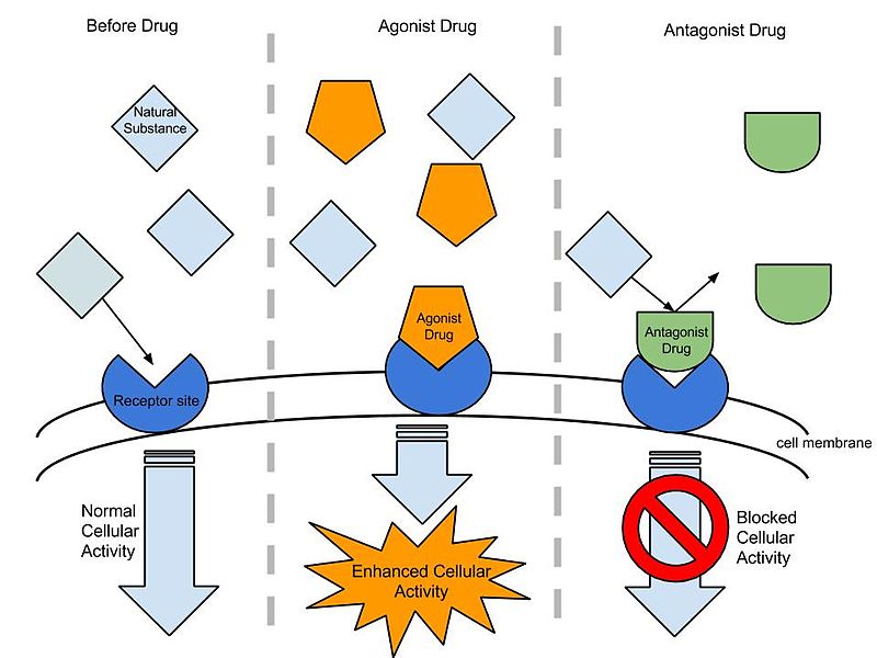 Difference Between Agonist and Antagonist Drugs