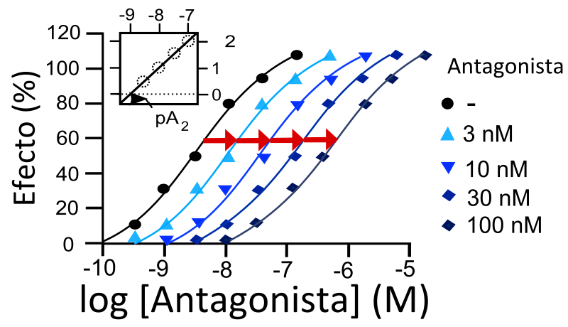 Key Difference Between Agonist and Antagonist Drugs