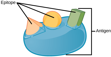 Difference Between Antigen and Immunogen