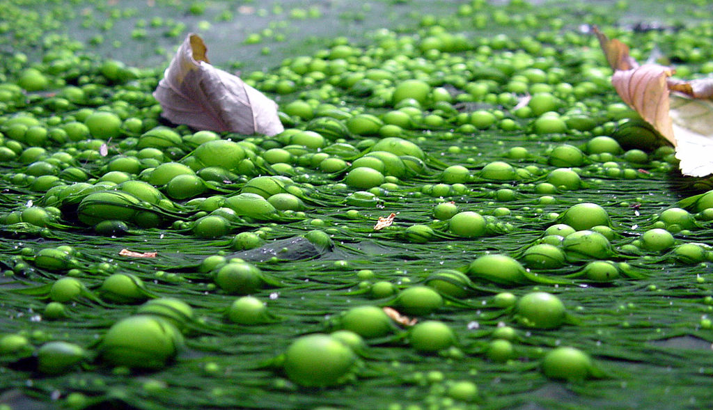 Difference Between Eutrophication and Biological Magnification 