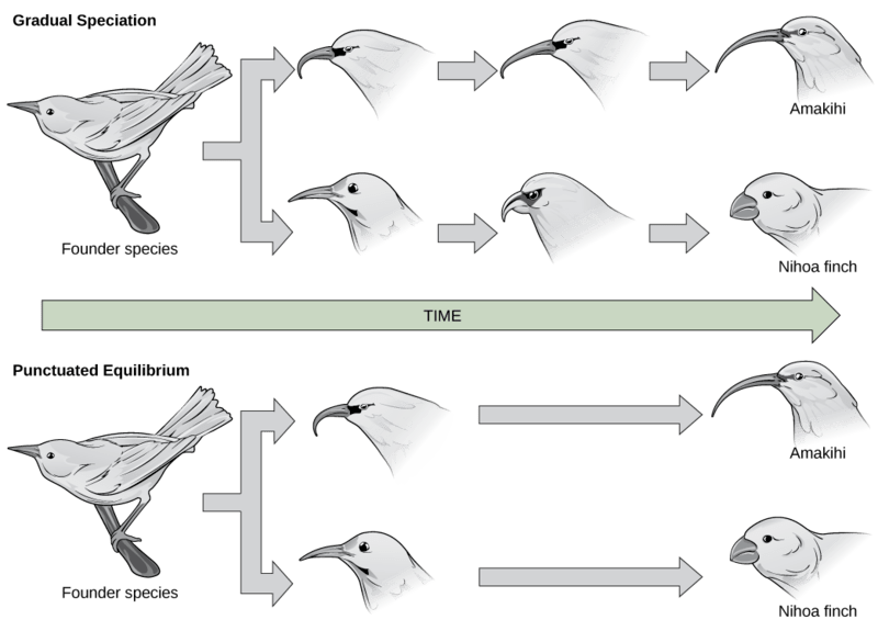 Key Difference Between Gradualism and Punctuated Equilibrium