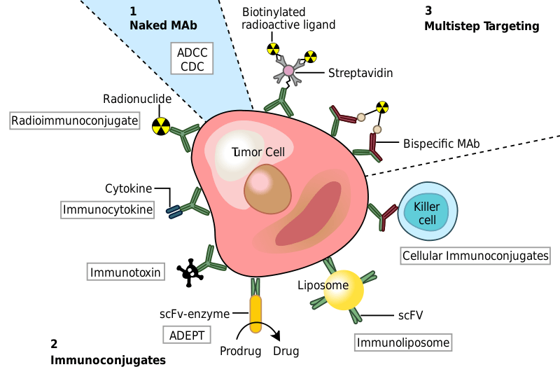 Key Difference - AIDS vs Autoimmune Disease 