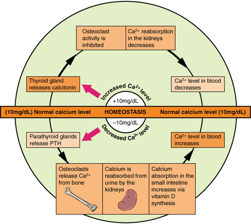 Difference Between Allostasis and Homeostasis