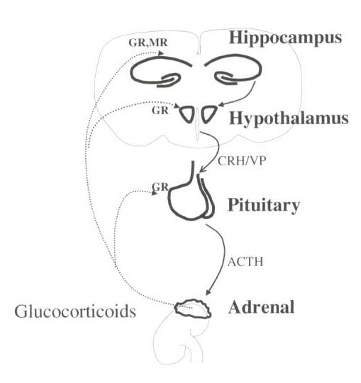 Difference Between Glucocorticoids and Corticosteroids