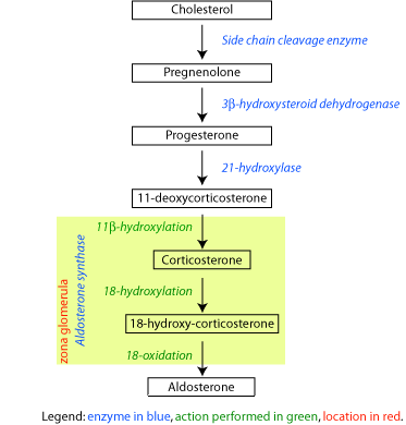 Key Difference Between Glucocorticoids and Corticosteroids