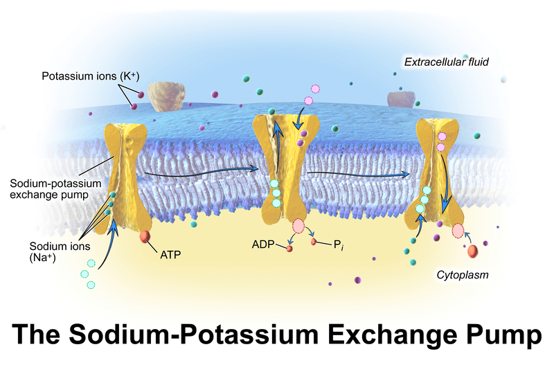 Key Difference Between Ion Channel and Transporter