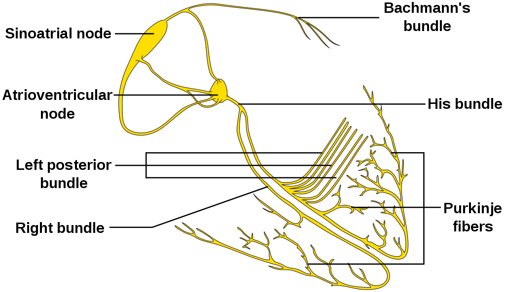 Difference Between SA node and AV node 