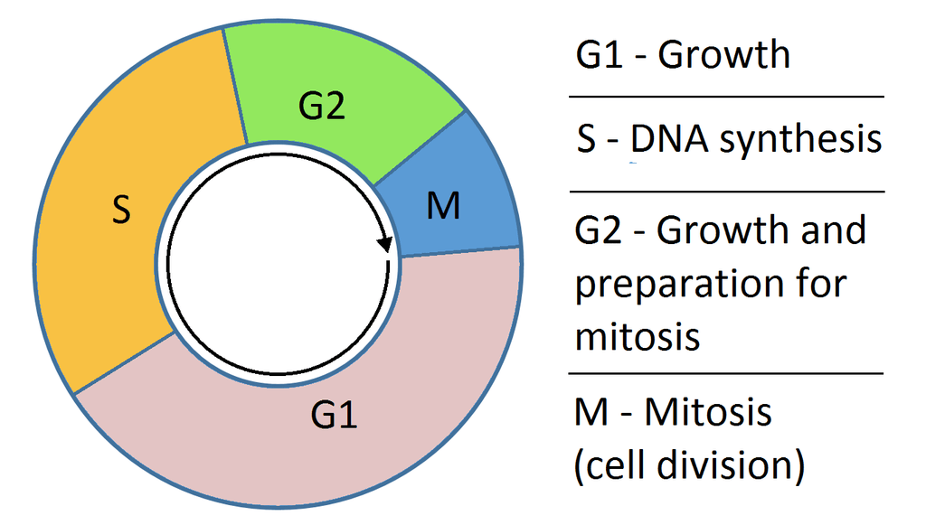 Difference Between G1 and G2 phase of Cell Cycle