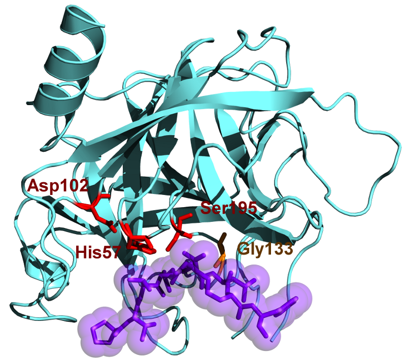 Key Difference Between Trypsin and Chymotrypsin