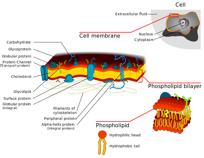 Difference Between Cell Membrane and Cytoplasm