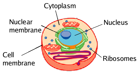 Key Difference Between Cell Membrane and Cytoplasm