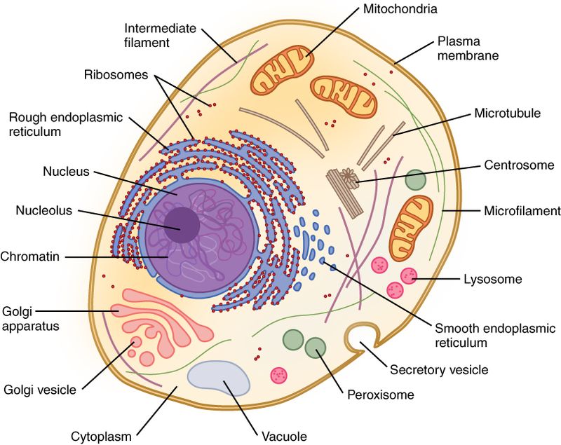 Difference Between Cell Organelles and Cell Inclusions