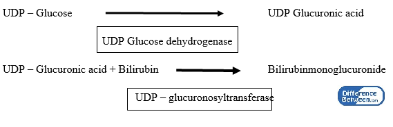 Difference Between Direct and Indirect Bilirubin