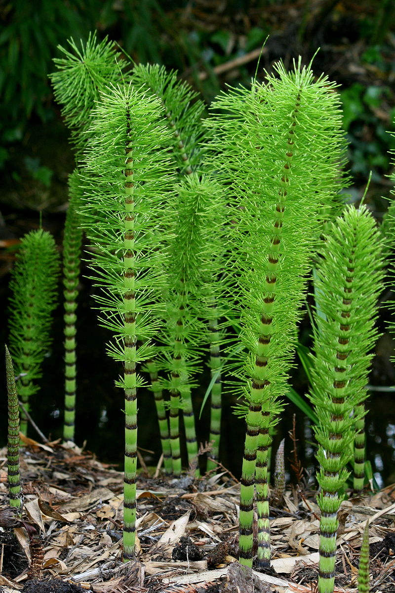 Difference Between Homosporous and Heterosporous Pteridophytes