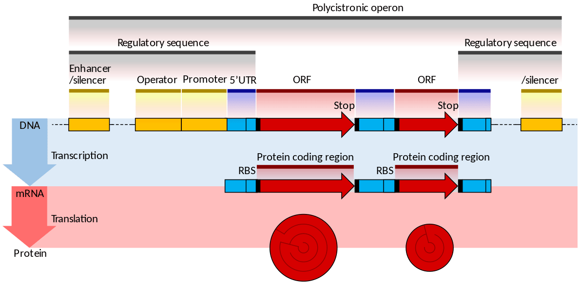 Difference Between Prokaryotic and Eukaryotic mRNA