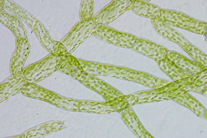 Difference Between Protonema and Prothallus 