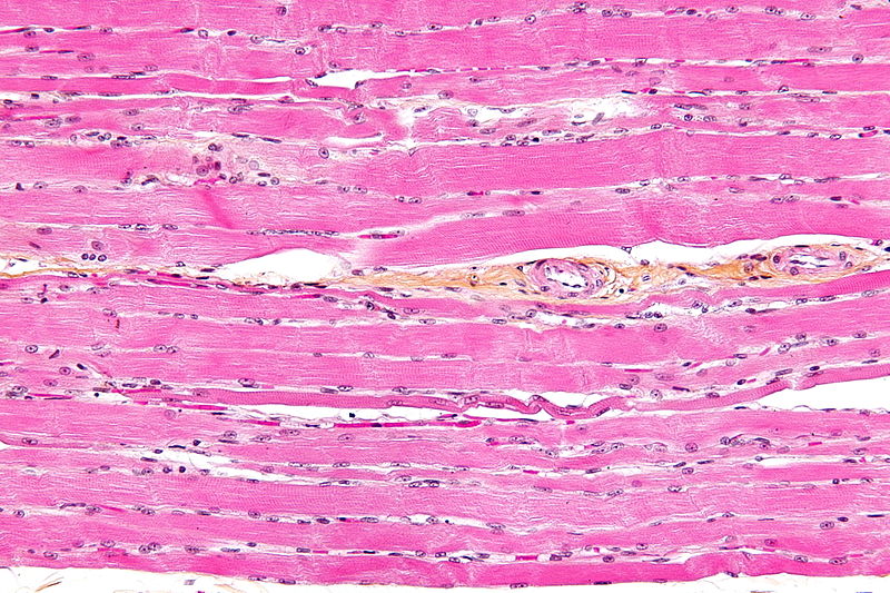 Difference Between Striated Non Striated and Cardiac Muscles