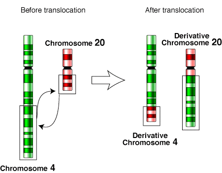 Difference Between Translocation and Crossing Over