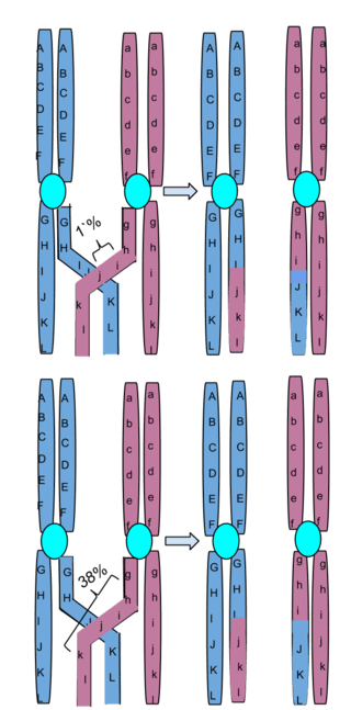 Key Difference Between Translocation and Crossing Over