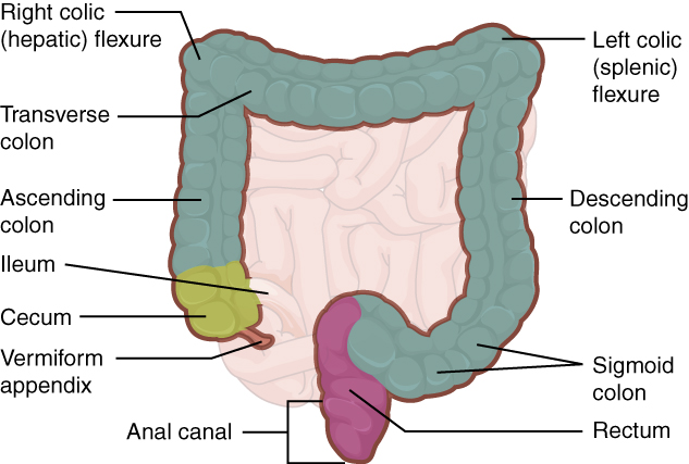 Difference Between Cecum and Appendix